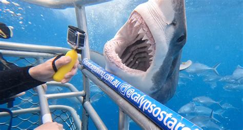 Tourist's 'one in a million' encounter with great white shark