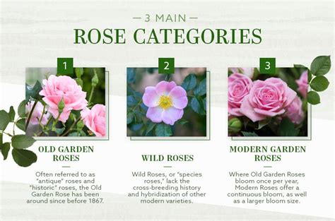 Types Of Rose Flowers Pictures | Best Flower Site