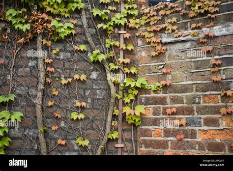 Virginia creeper growing on a brick wall, Parthenocissus quinquefolia ...