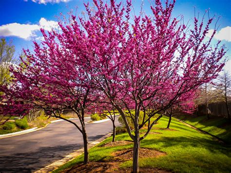 Appalachian Redbud Trees For Sale Online | The Tree Center