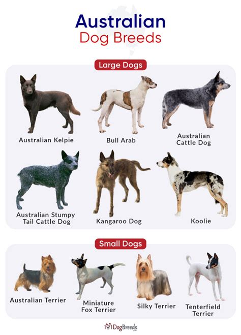 List of Australian Dog Breeds with Pictures