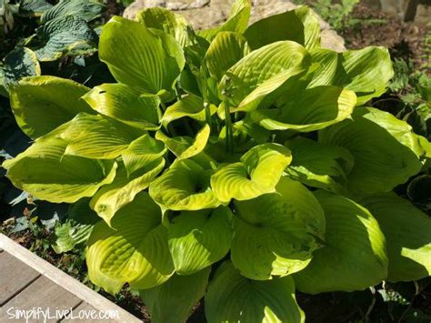 Grow Beautiful Flowering Sun-Tolerant Hostas with these Tips - Simplify ...