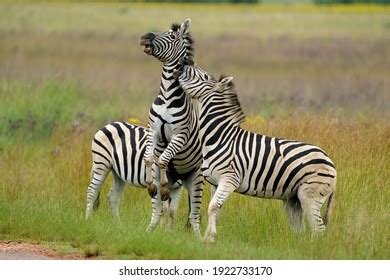 358 Zebra Mating Images, Stock Photos & Vectors | Shutterstock