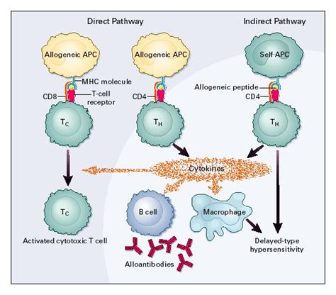 The Role of T-Cell Costimulatory Activation Pathways in Transplant ...