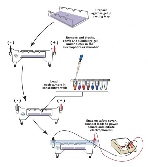 Agarose Gel Electrophoresis: Principle, Procedure, Results • Microbe Online