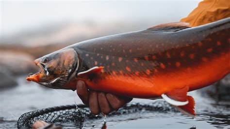 Arctic Char Fishing Guides » Outdoors International