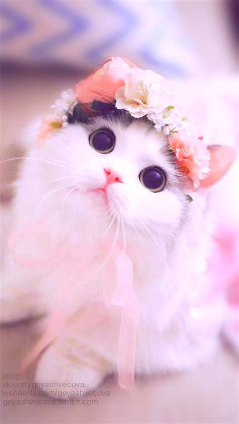 Very Beautiful Cute Cat, very cute cats HD phone wallpaper | Pxfuel