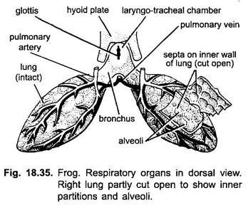 Respiratory System of Frog (With Diagram) | Vertebrates | Chordata ...