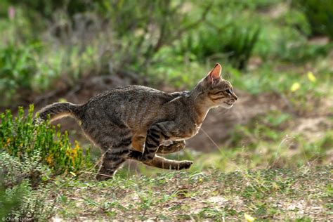 2-Charlie-Lynam-wildcat-running-Kgalagadi - Africa Geographic