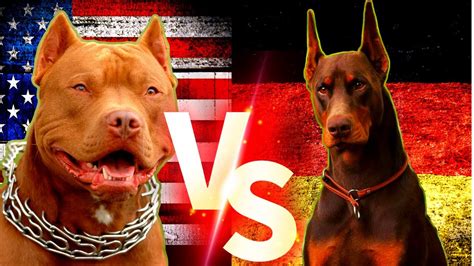 Doberman Vs Pitbull Fight Video