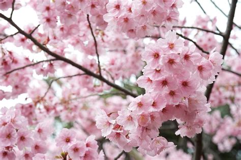 Melihat Keindahan Bunga Sakura - Wisata Dunia