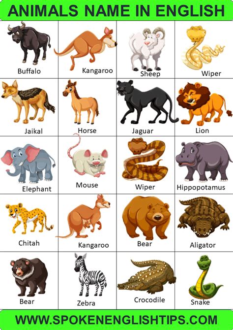 Animals Name in English | Types of Animals with pictures, List of ...