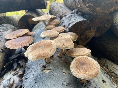 Working Retreat: Mushroom Inoculation - Discover Frome