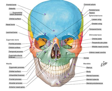 Huesos Del Craneo Y De La Cabeza Huesos Del Craneo Craneo Anatomia ...