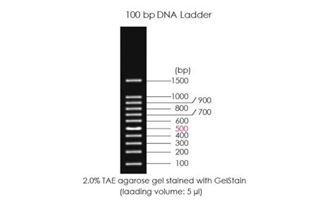 100bp DNA Ladder