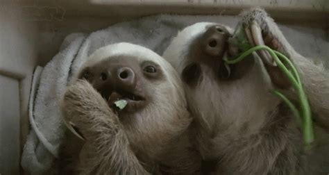 Sloth GIF - Find & Share on GIPHY