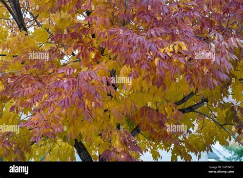 Fraxinus americana 'autumn purple' hi-res stock photography and images ...