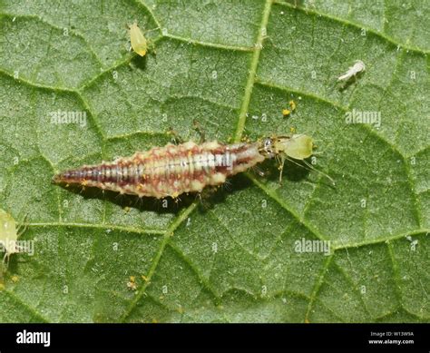 Lacewing Larvae High Resolution Stock Photography and Images - Alamy