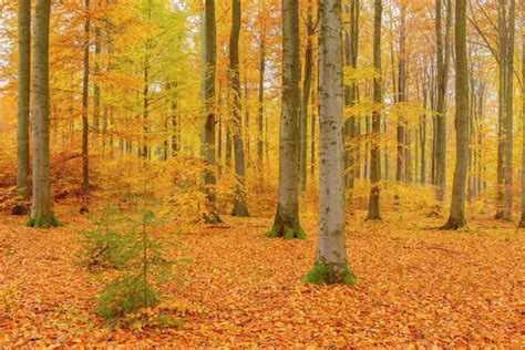 Beech Tree Forest in Autumn, Spessart, Bavaria, Germany - Stock Photo ...