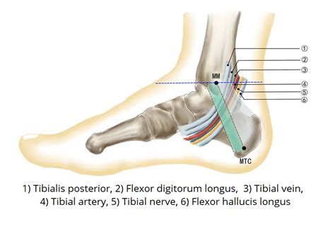 Medial Malleolus