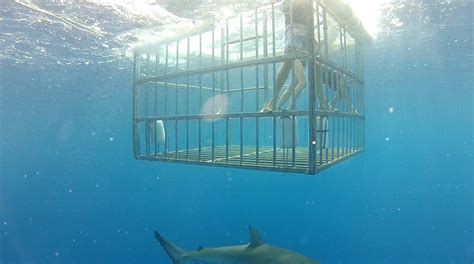 Shark Cage Tours in Hawaii | Surf N' Sea Haleiwa