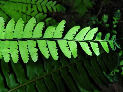 21+ Types Of Fern Plant Varieties With Pictures - MyMyDIY | Inspiring ...