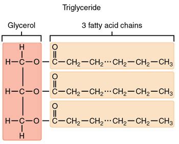 what is the function of triglycerides