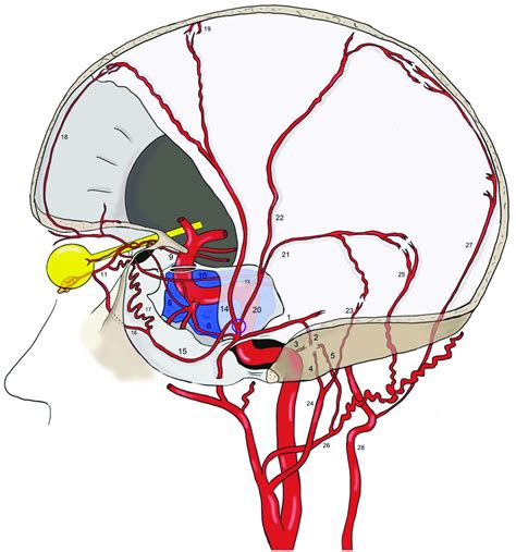 Middle Meningeal Artery: Anatomy and Variations | American Journal of ...