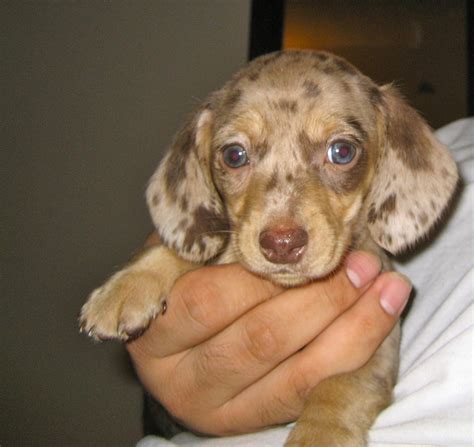 Miniature dachshund puppy (chocolate dapple) this looked like Lexi when ...