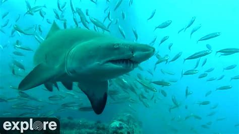 Frying Pan Tower Shark Cam Live | Bruin Blog