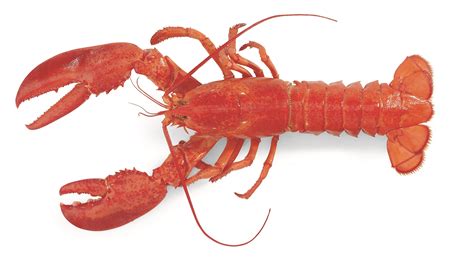 Live Maine Lobster - Large Lobsters - Maine Lobster Direct