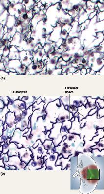 Loose Connective Tissue: Reticular tissue - It contains loose network ...