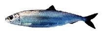 Atlantic herring - Wikipedia