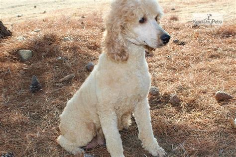 Full Akc Merle: Poodle, Standard puppy for sale near Los Angeles ...