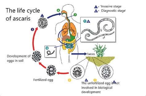 Ascaris Life Cycle In Humans