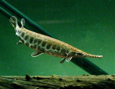 Spotted Marbled Gar Lepisosteus platyrhincus JUMBO 8 - 12" PLUS ...