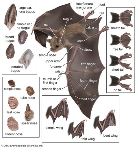 Bat Anatomy