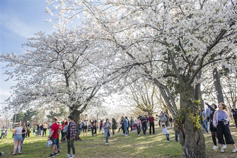 This is the 60th year cherry blossoms will be blooming in High Park