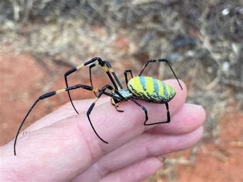 Venomous flying spiders with 4-inch legs spread across East Coast