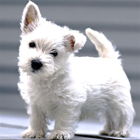 5 small dog breeds that will surely melt your heart | Pet Care Hospital