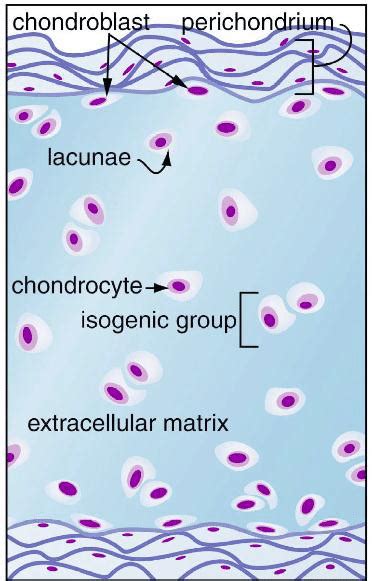 A. shows the histology of hyaline cartilage, and B. shows the schematic ...