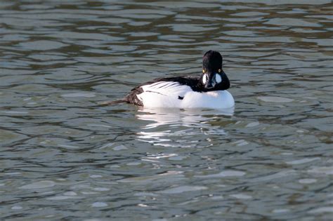 Male common goldeneye duck.