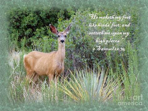 Hinds Feet on High Places Photograph by Donna Parlow - Fine Art America