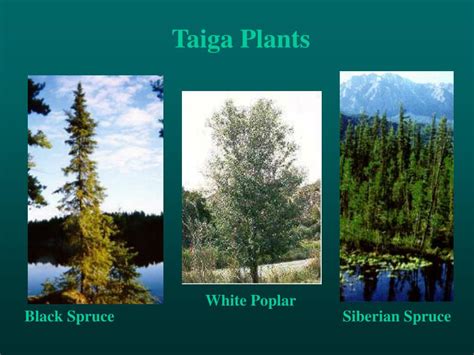 Taiga Biome Plants List | Hot Sex Picture