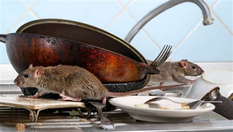 Simple Tips to Keep Mice Out of Kitchen Drawers