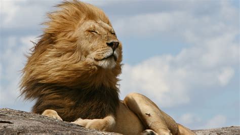 Why do lions have manes?