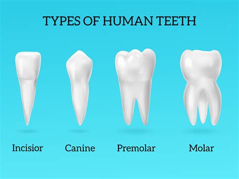 Types Of Teeth In Human Body