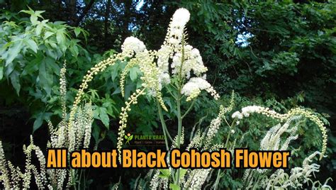 Black Cohosh Flower And Its Benefits For Male And Female