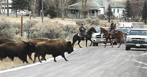 Bison attack tourists at Yellowstone