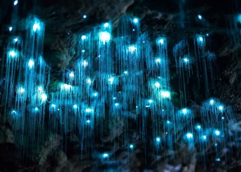 Glowworm and Cave Explorer | Tours - Spellbound Glowworm Cave Tours